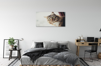 Pintura em tela Gato Maine Coon