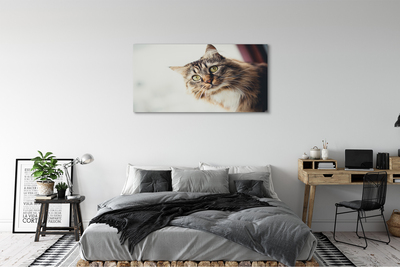 Pintura em tela Gato Maine Coon