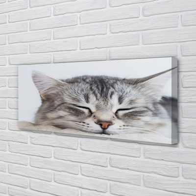 Pintura em tela Gato dormindo