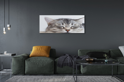 Pintura em tela Gato dormindo