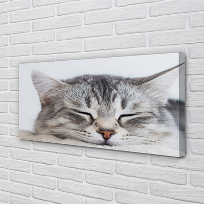 Pintura em tela Gato dormindo
