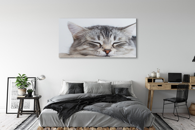 Pintura em tela Gato dormindo