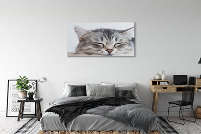 Pintura em tela Gato dormindo
