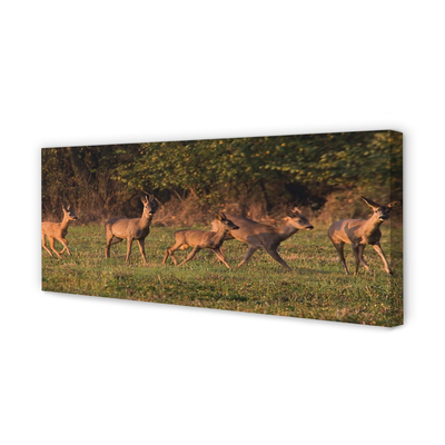 Quadro em tela Nascer do sol no campo de veados