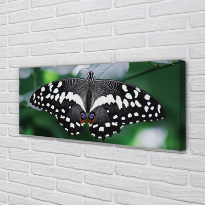 Pintura em tela Folhas coloridas de borboletas