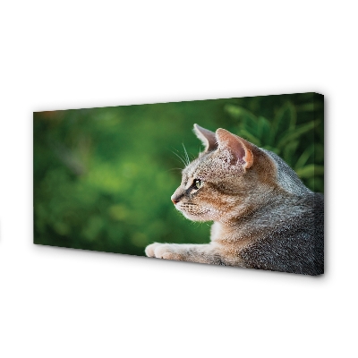 Quadro em tela O Gato Olhando