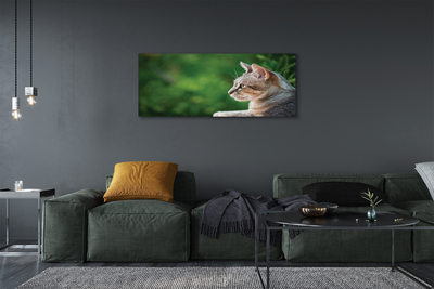 Quadro em tela O Gato Olhando