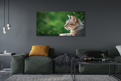 Quadro em tela O Gato Olhando