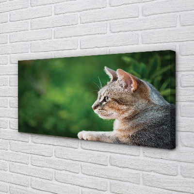 Quadro em tela O Gato Olhando