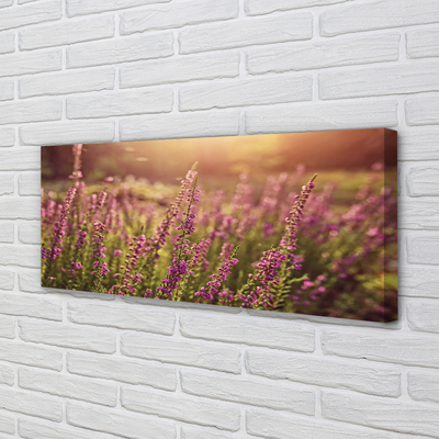 Quadro em tela Campo de urze