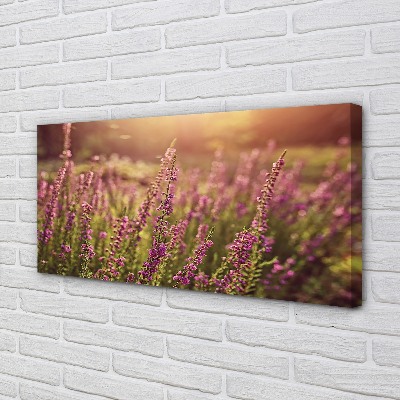 Quadro em tela Campo de urze