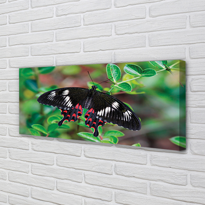 Quadro em tela Folhas coloridas de borboletas