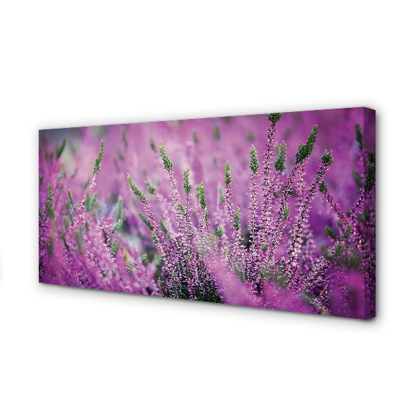 Quadro em tela Campo de urze