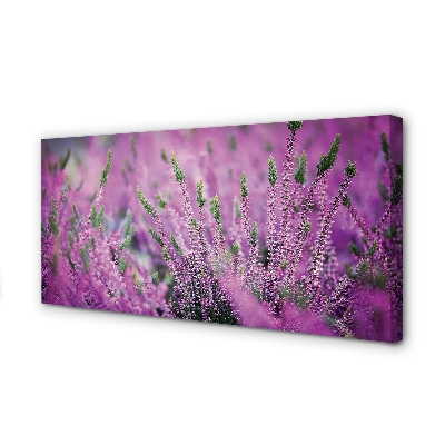 Quadro em tela Campo de urze