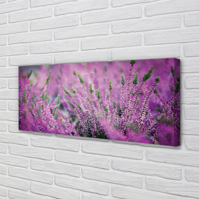 Quadro em tela Campo de urze