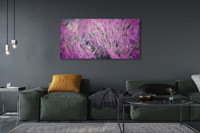 Quadro em tela Campo de urze