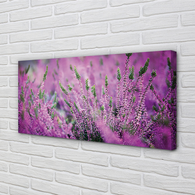 Quadro em tela Campo de urze