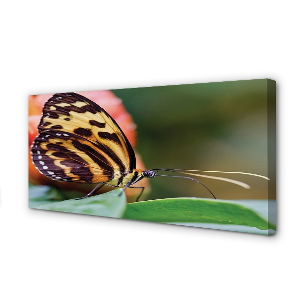 Pintura em tela Borboleta