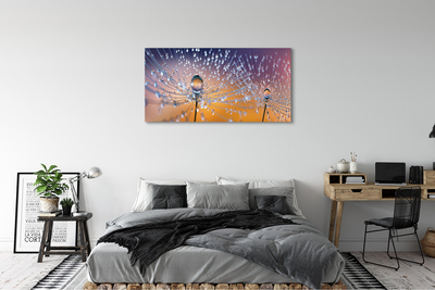 Quadro em tela Macro de gotas de dente-de-leão