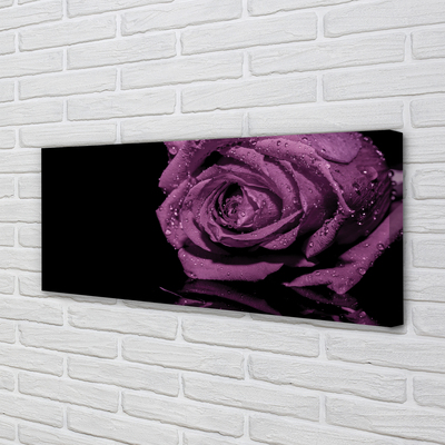 Quadro em tela Rosa roxa
