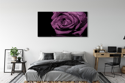 Quadro em tela Rosa roxa
