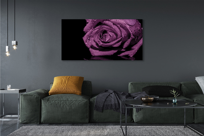 Quadro em tela Rosa roxa