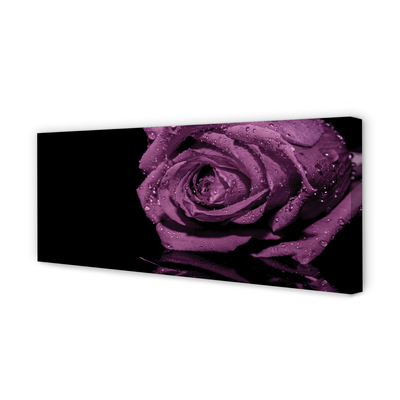 Quadro em tela Rosa roxa