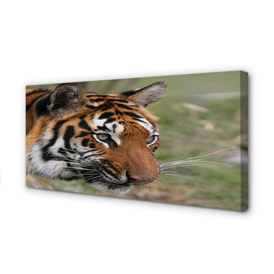 Quadro em tela Floresta do Tigre