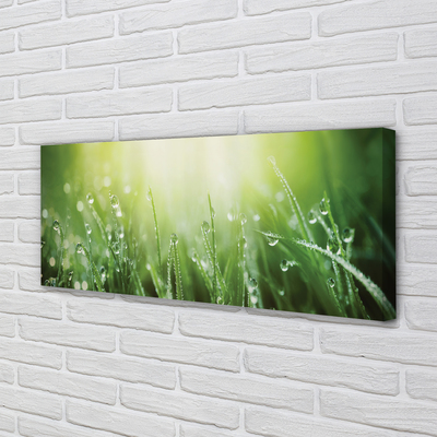 Pintura em tela Gotas, grama, sol
