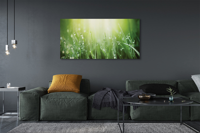 Pintura em tela Gotas, grama, sol