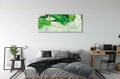 Quadro em tela Gotas de folhas de água