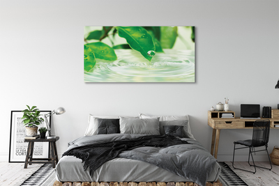 Quadro em tela Gotas de folhas de água