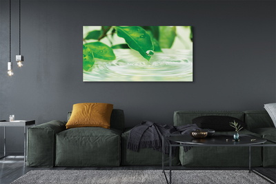 Quadro em tela Gotas de folhas de água