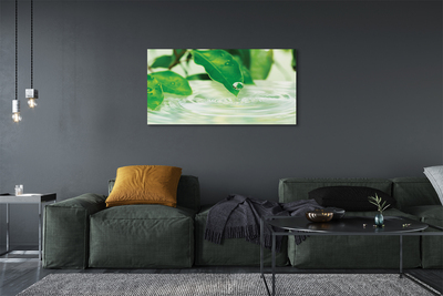 Quadro em tela Gotas de folhas de água