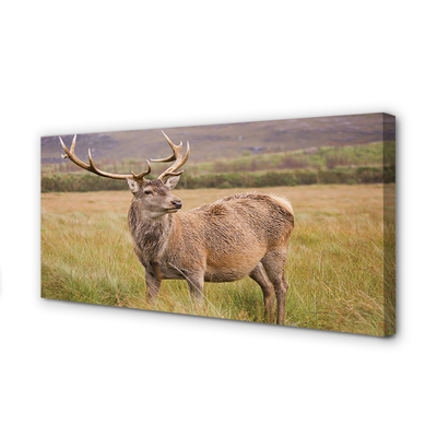 Quadro em tela Campo de veados