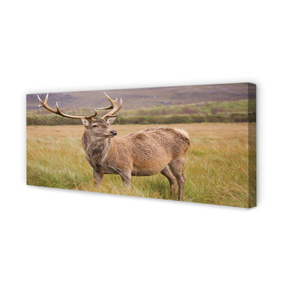 Quadro em tela Campo de veados