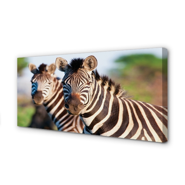 Quadro em tela Zebras