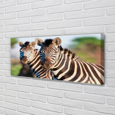 Quadro em tela Zebras
