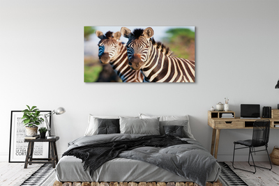 Quadro em tela Zebras