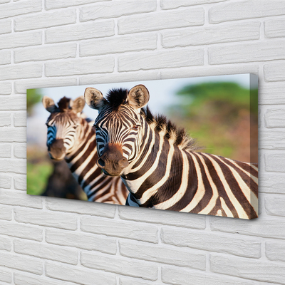 Quadro em tela Zebras