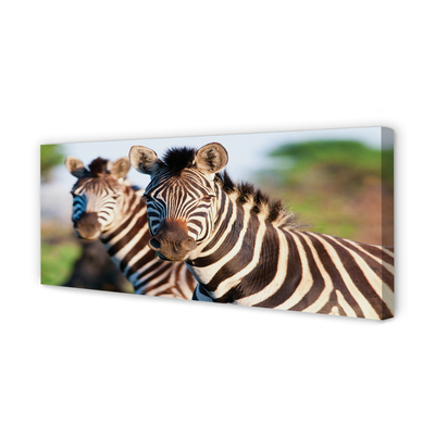 Quadro em tela Zebras