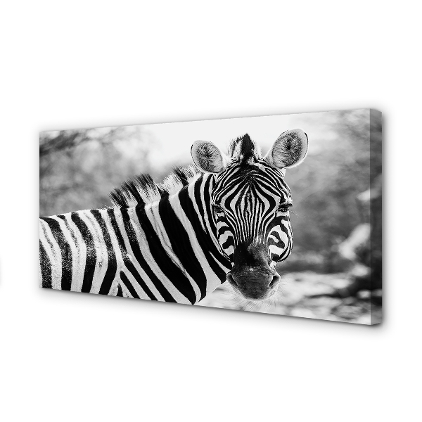 Quadro em tela Zebra retrô