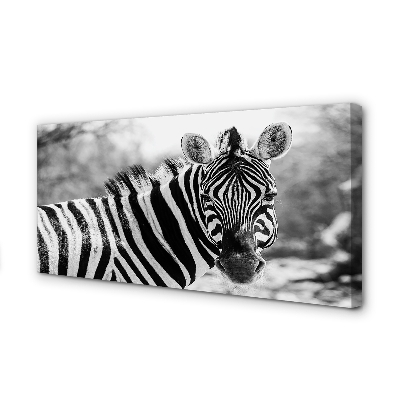 Quadro em tela Zebra retrô