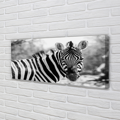 Quadro em tela Zebra retrô
