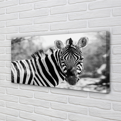 Quadro em tela Zebra retrô