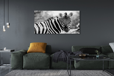 Quadro em tela Zebra retrô