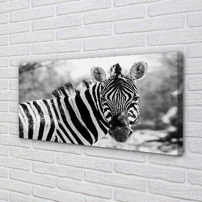 Quadro em tela Zebra retrô