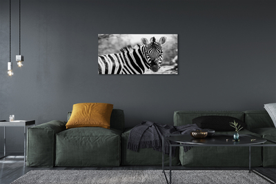 Quadro em tela Zebra retrô