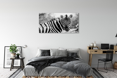 Quadro em tela Zebra retrô