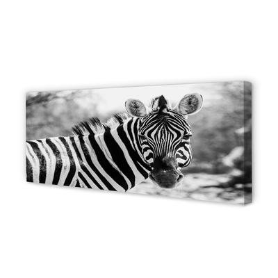 Quadro em tela Zebra retrô